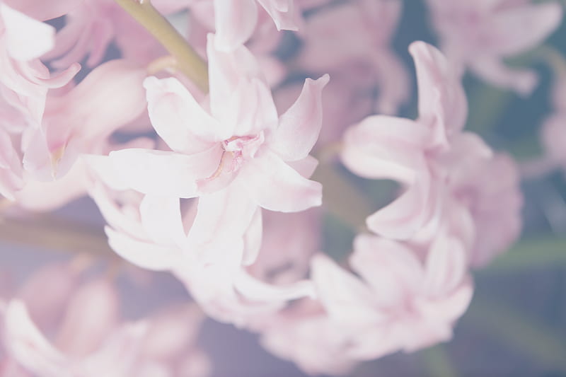 macro shot of pink flowers, HD wallpaper