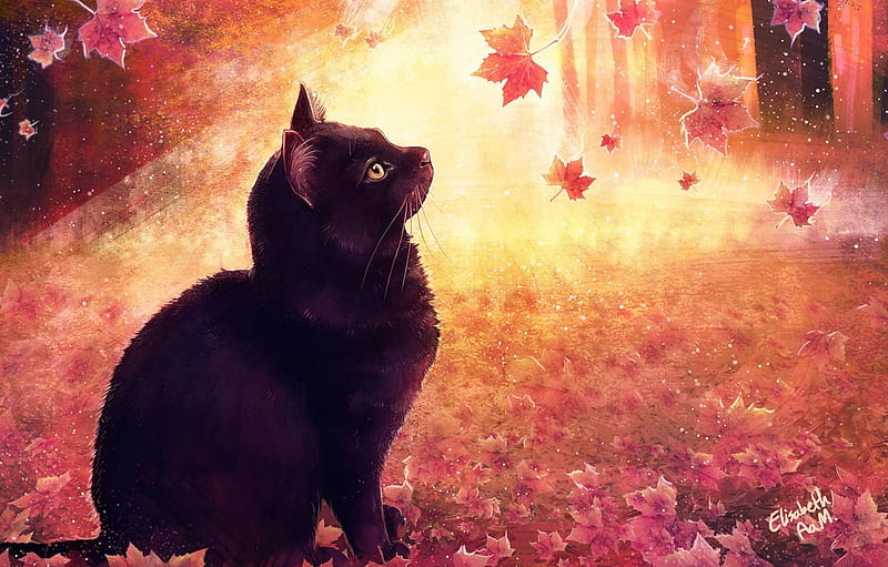 Autumn cat bright colors foliage surprise meow HD wallpaper   Wallpaperbetter