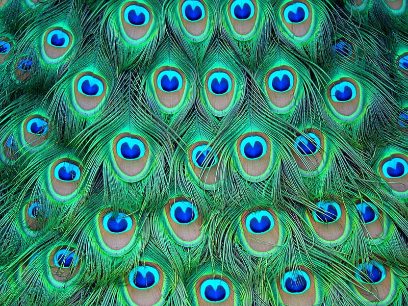 Peacock feahters, green, feather, texture, peacock, blue, HD wallpaper