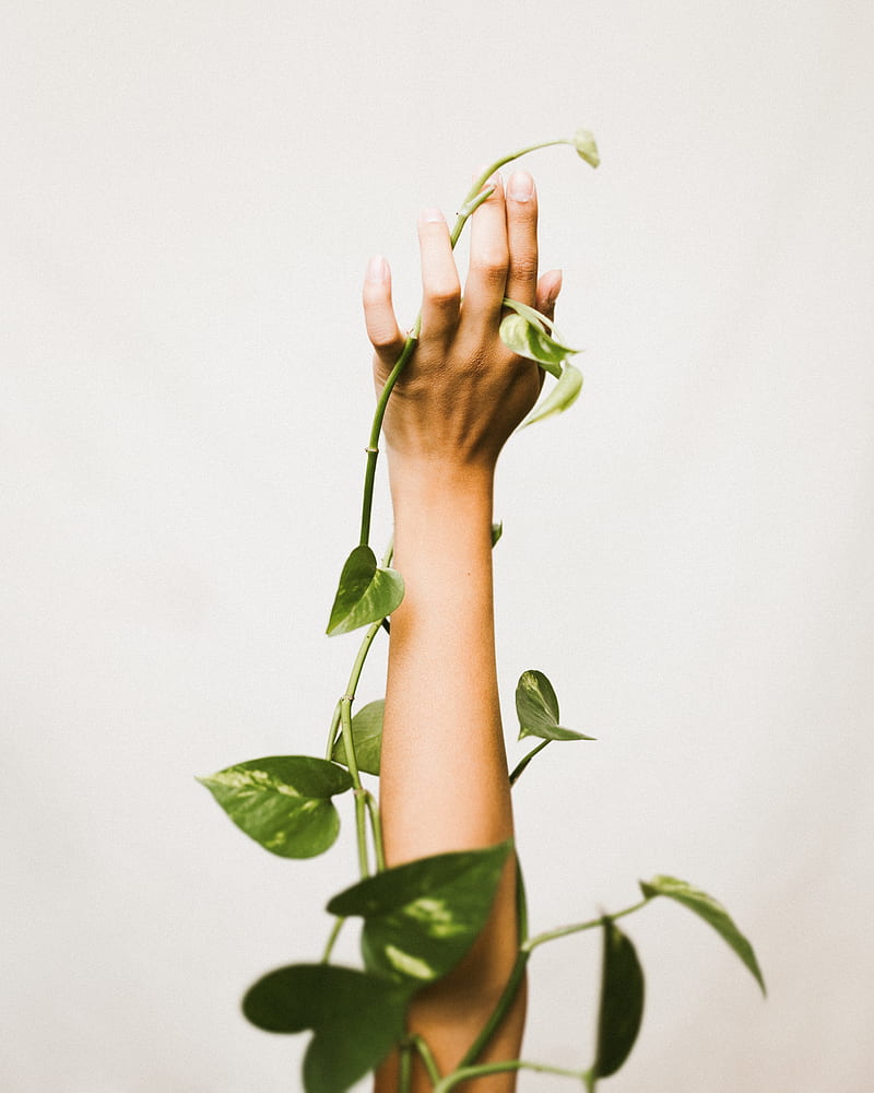 hand, plant, liana, green, HD phone wallpaper