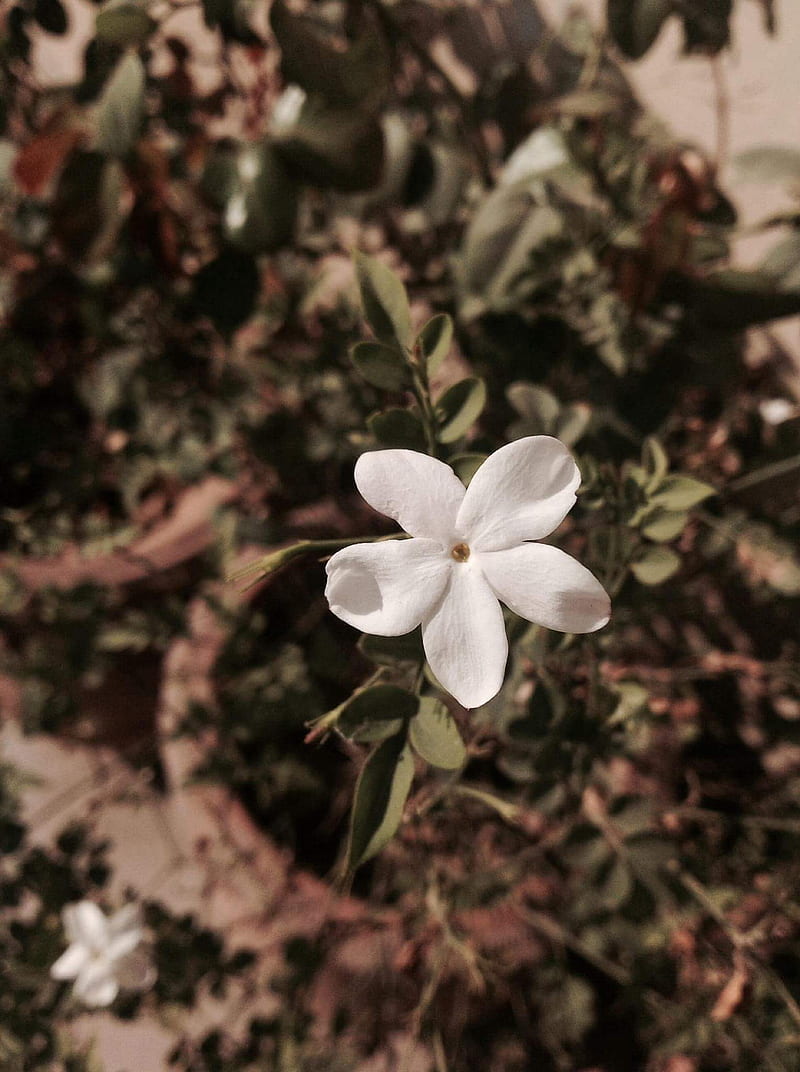 Flower, black and white, cool, full, girly, jasmine, jasmine flower, love,  white, HD phone wallpaper | Peakpx