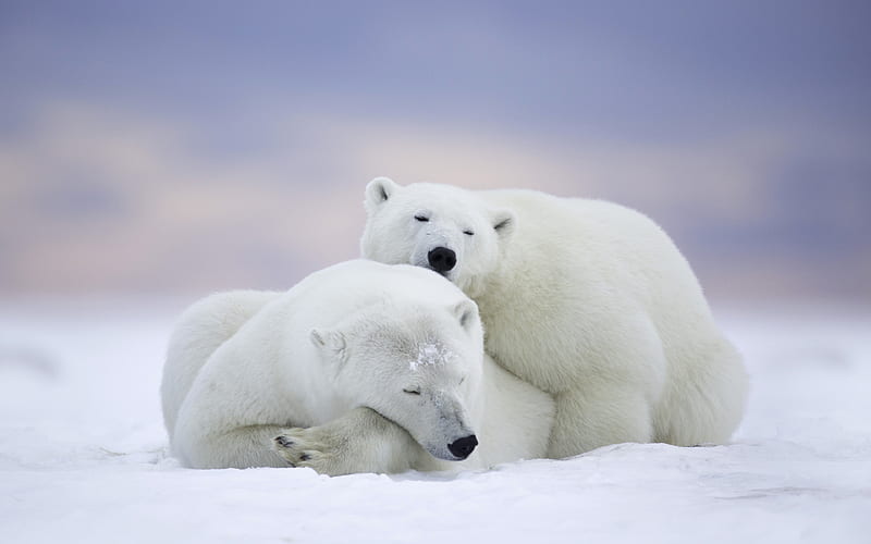 Polar Bears wildlife, bears, Ursus maritimus, HD wallpaper