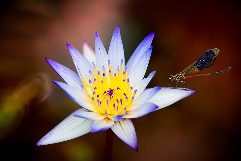 Lotus and dragonfly, lotus, dragonfly, insect, yellow, flower, white, blue, HD wallpaper