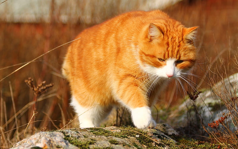 3840x2160px, 4K free download | Ginger cat, pets, cats, big cat, HD ...