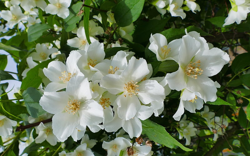 Jasmine, blossoms, flowers, white, HD wallpaper
