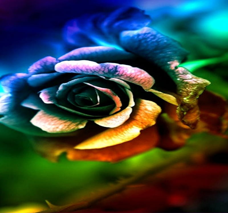 MAGIC ROSE, vert, petales, jaune, rose, HD wallpaper | Peakpx