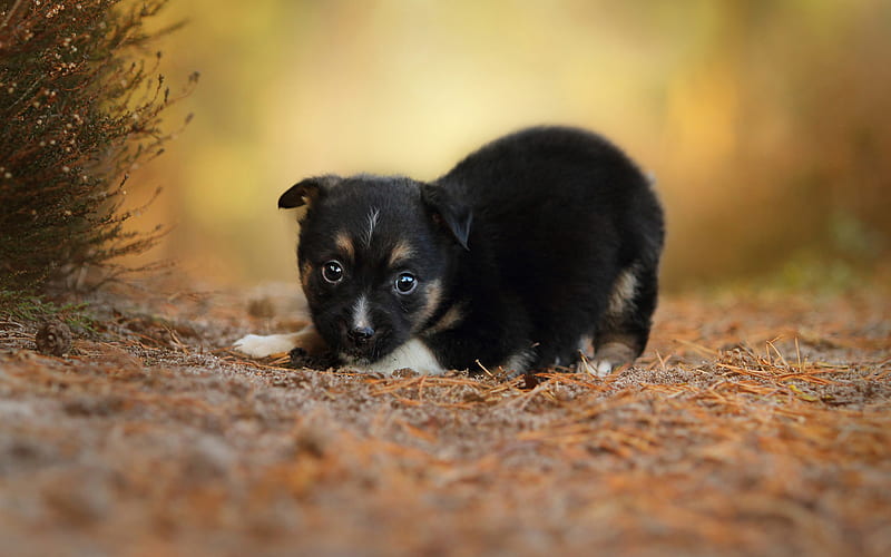 little black puppy, forest, little cute animal, pets, dogs, fluffy black puppy, HD wallpaper