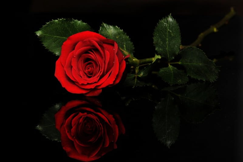 Rose, Flower, Red, Soft, Hd Wallpaper 