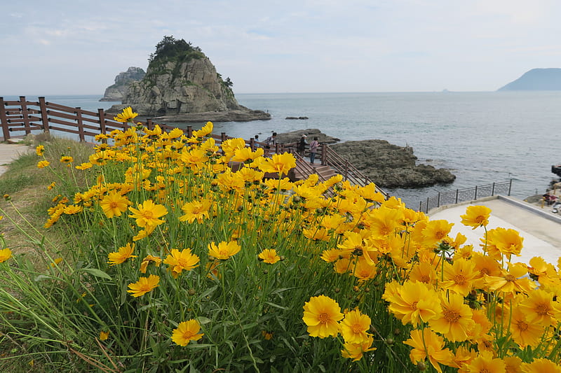 Sulphur Cosmos, Cosmos, flowers, yellow, island, sea, landscape, HD wallpaper