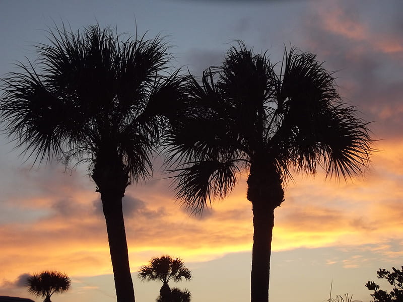Florida Sunset, beach, florida, sarasota, sunset, palm trees, HD wallpaper
