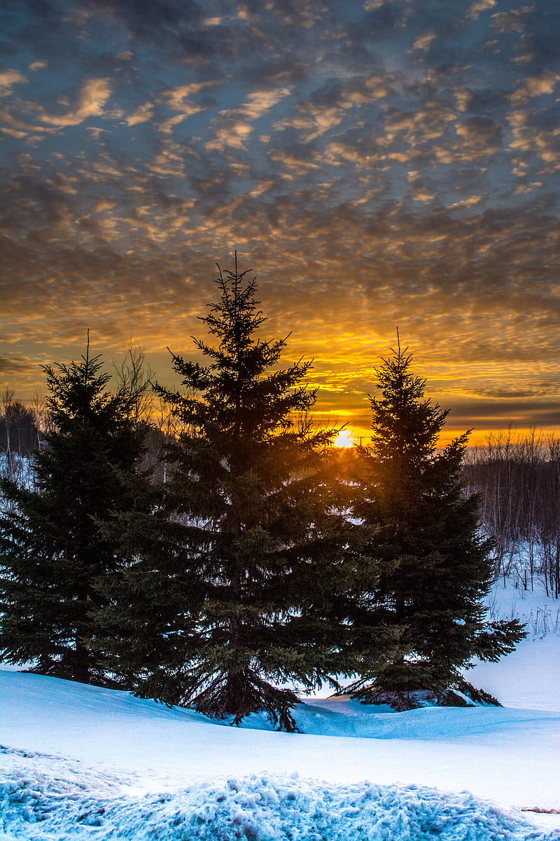 trees, sunset, snow, winter, landscape, HD phone wallpaper