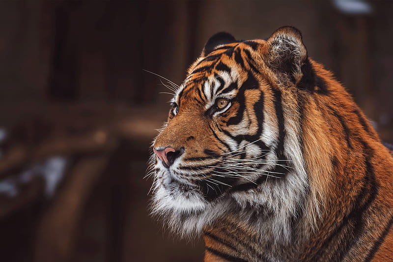 Tiger Wild, tiger, animals, HD wallpaper