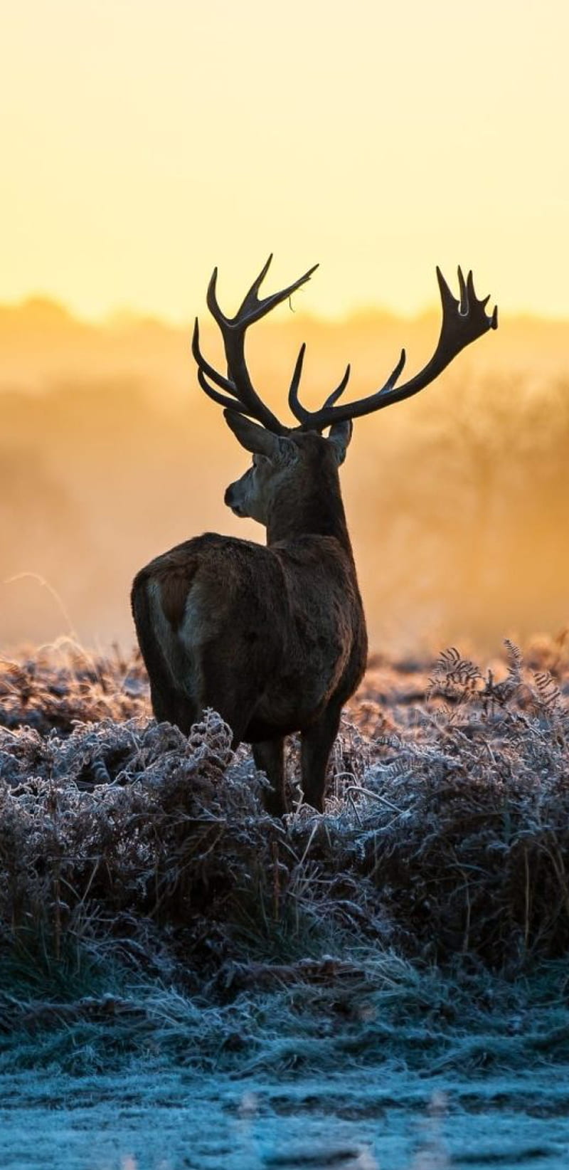 Anime Wilderness: 4K Wallpaper for PC - Majestic Deer in Nature - Free  Download