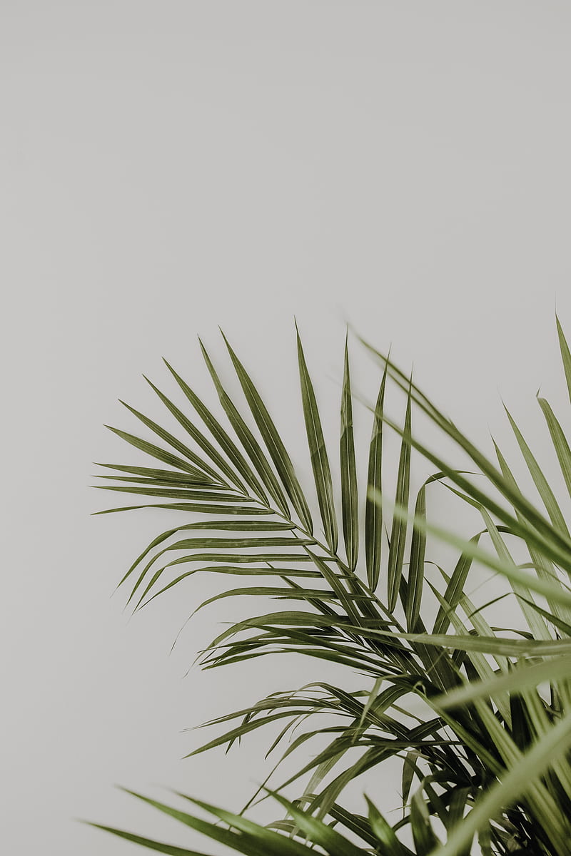 Aesthetic pc wallpaper 4k - palm leaves