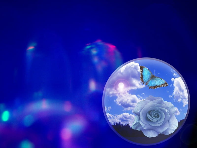 Butterfly-Blue-Beauty-, beauty, butterfly, rose, blue, HD wallpaper
