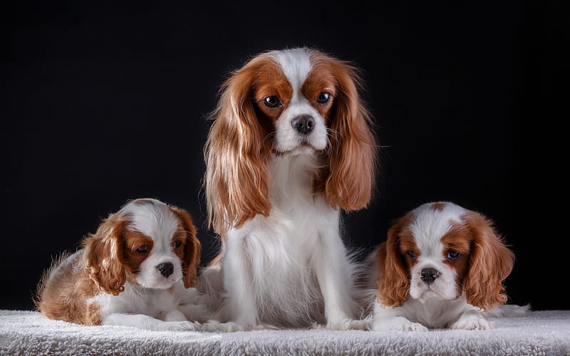 Cavalier King Charles Spaniel, mother with cubs, family, pets, cute animals, dogs, puppies, Cavalier King Charles Spaniel Dog, HD wallpaper