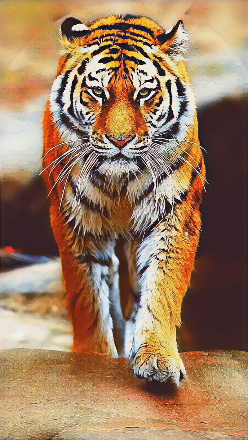 Tigre, animal, tigres, Fondo de pantalla de teléfono HD | Peakpx