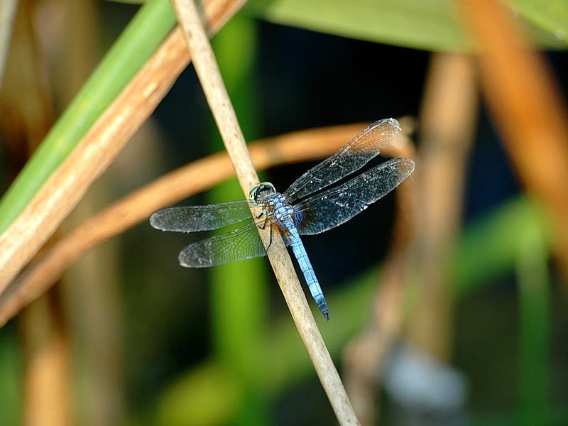Blue Dragonfly, pond, bug, fly, water, wings, dragonfly, insect, blue, HD wallpaper
