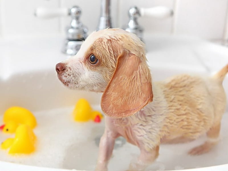 Puppy bath time, cute, rubber ducky, funny, animals, puppy, dog, HD wallpaper