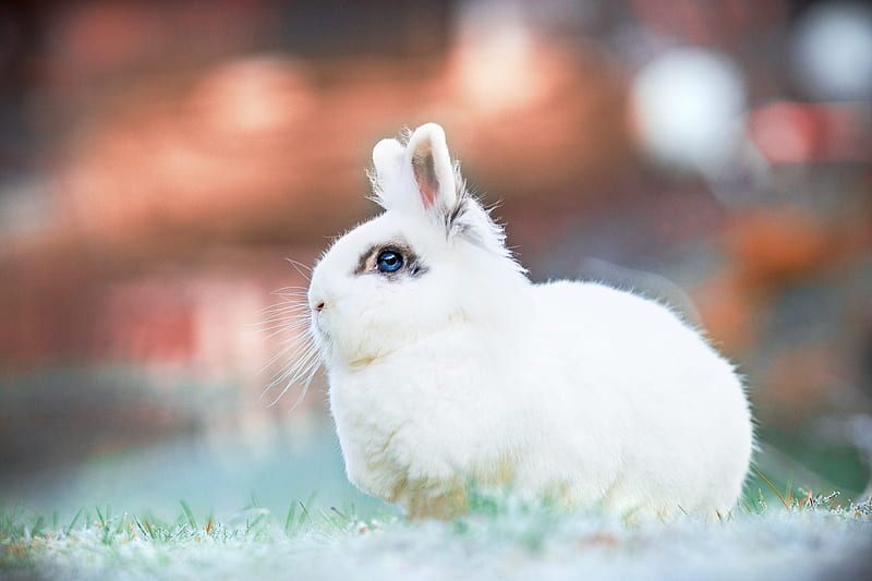 Animal, Rabbit, HD wallpaper | Peakpx