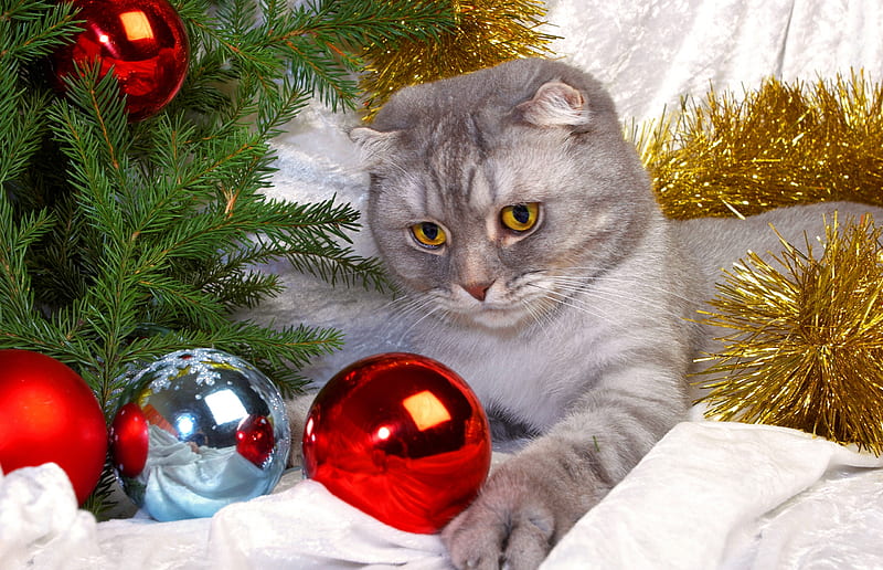 Sweet Cat, pretty, christmas cat, adorable, xmas, sweet, nice, gold, multicolor, beauty, face, lovely, holiday, christmas, kitty, evergreen, golden, new year, joy, gift, cat, winter, cute, paws, feline, cool, merry christmas, balls, awesome, eyes, cats, white, ornaments, red, colorful, christmas tree, holidays, gray, bonito, silver, santa claus, animal, graphy, ball, green, decorations, party, animals colors, christmas ball, happy new year, cat face, decor, nature, kitten, HD wallpaper