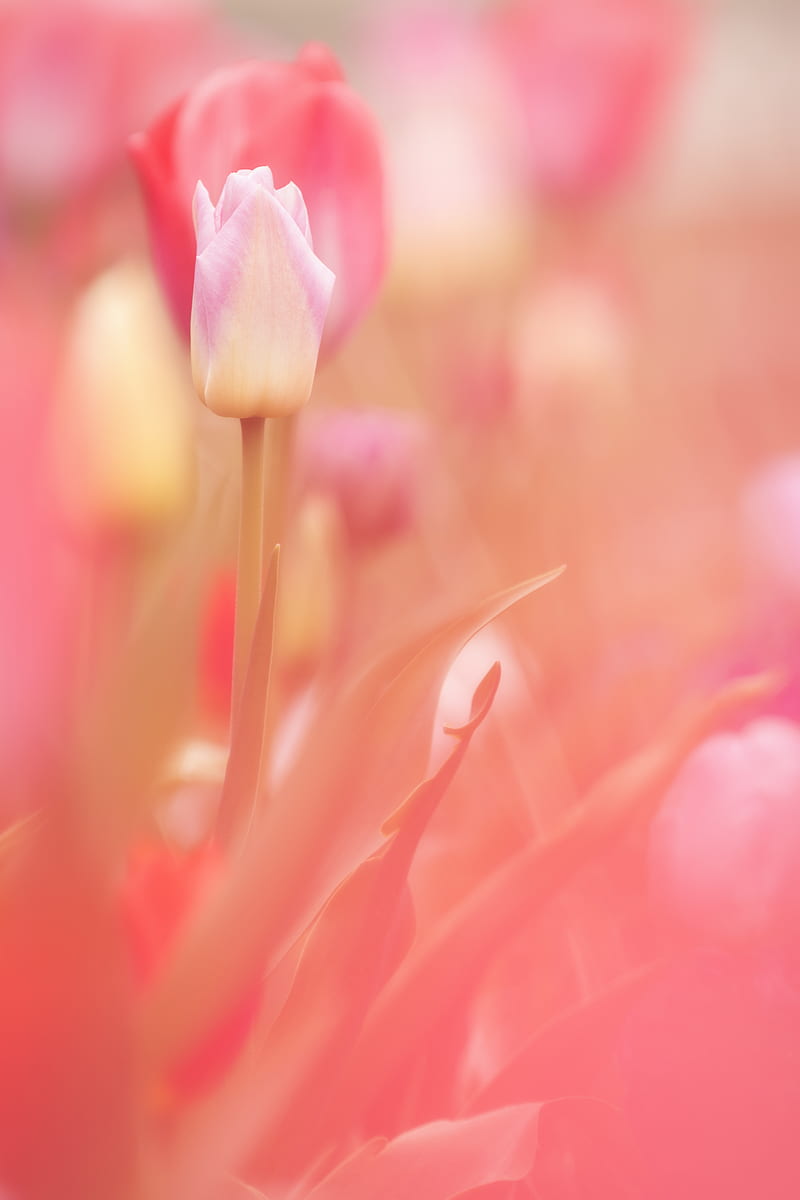 tulip, flower, pink, spring, plant, HD phone wallpaper
