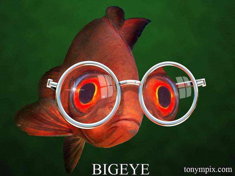 BIGEYE, glasses, eyes, big, fish, HD wallpaper
