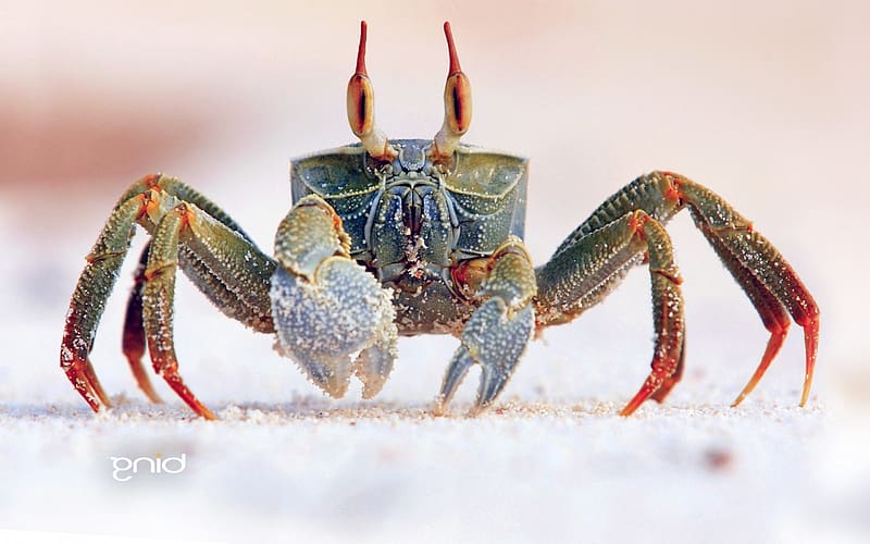 Crab, Animals, zoology, carcinology, marine animals, HD wallpaper