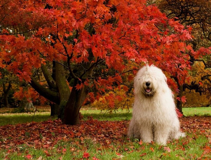 Sheepdog Posing by Fall Tree, red, fall, autumn, orange, hairy, cute, leaves, sheepdog, eyes, HD wallpaper