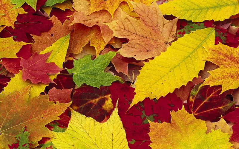 Autumn leaves, fallen, leaves, autumn, orange, golden, dry, russet, HD wallpaper