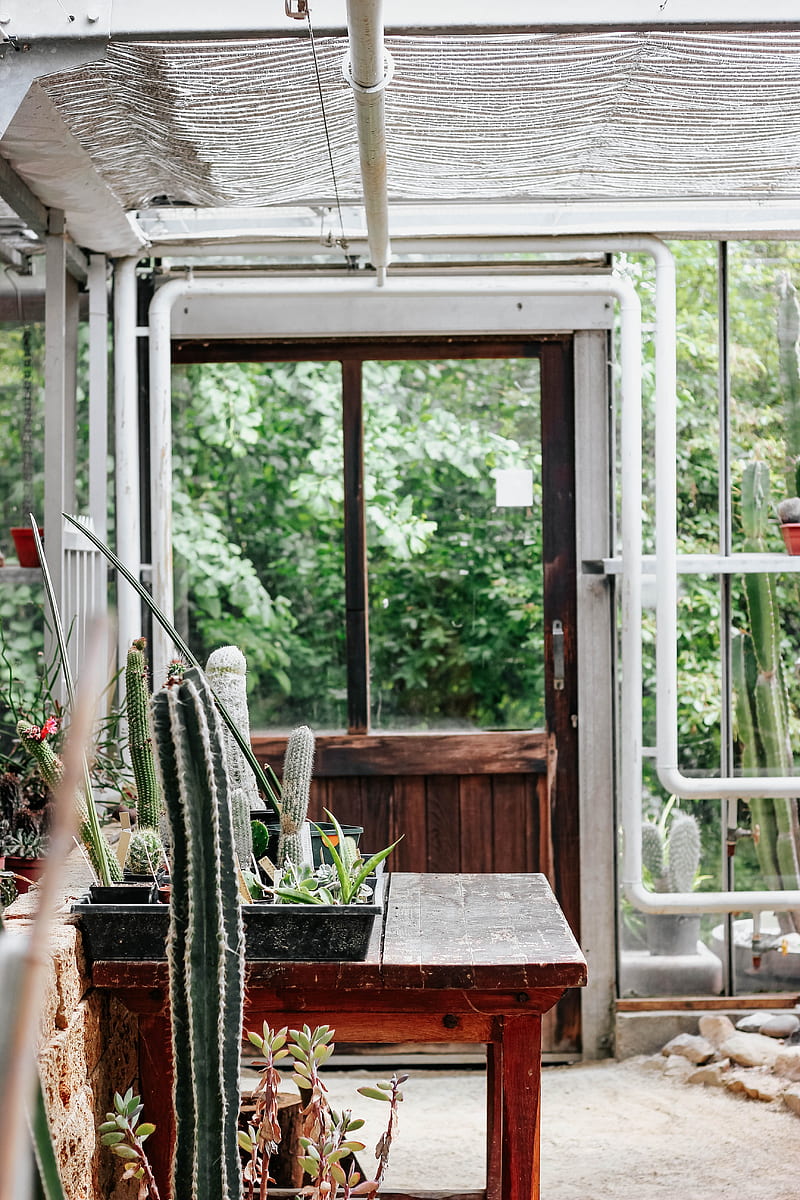 greenhouse, flowers, plants, cacti, room, HD phone wallpaper