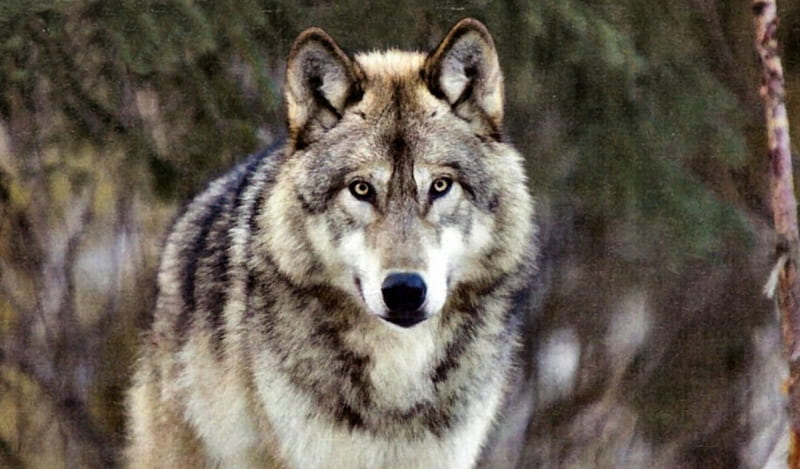 Alaskan Grey Wolf F1, lobo, graphy, wide screen, wildlife, wolf, animal, canine, HD wallpaper