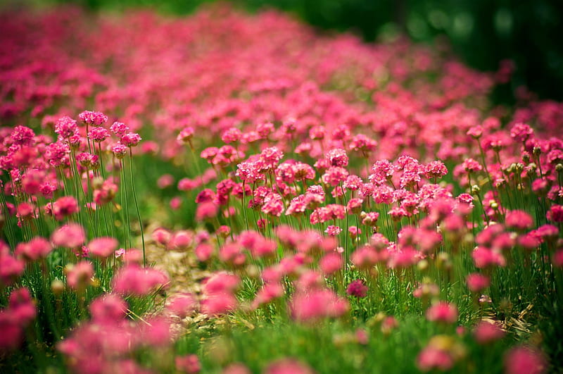 Flowers ***, flower, flowers, nature, meadow, HD wallpaper | Peakpx