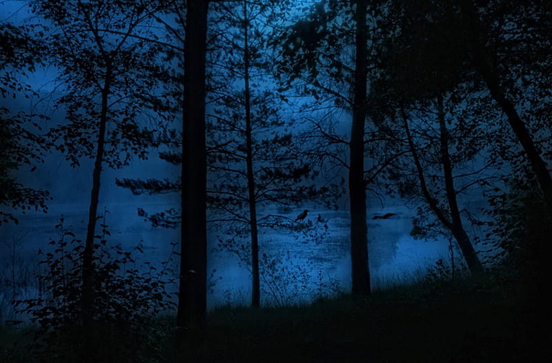 Download hd wallpapers of 725-blue, Night, Forest, Trees, Water