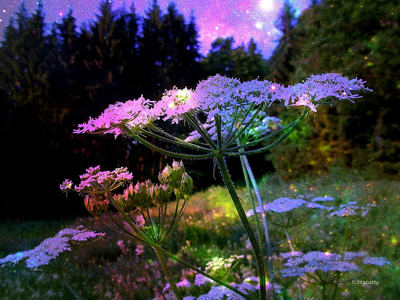 ..~..Magical Garden..~.. , stars, forest, romantic, fairytale, sky, artwork, moon, purple, summer, magical, garden, enchanted, wood, meadow, night, HD wallpaper
