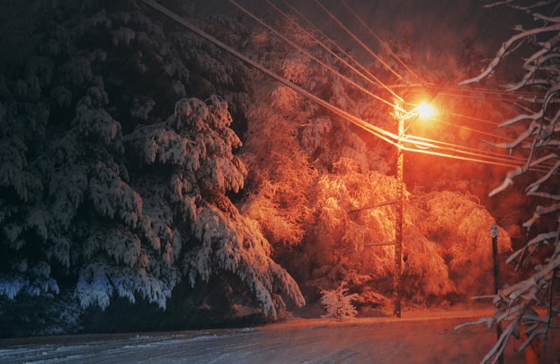 Evening View, trees, winter, street light, pine, snowing, snow, fir, evening, street, night, HD wallpaper