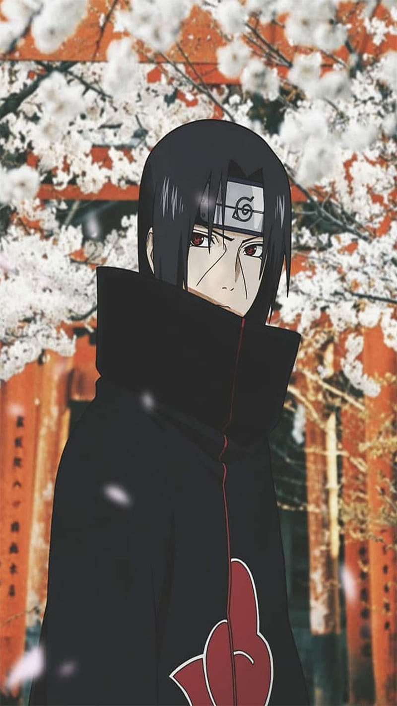 Itachi Uchiha Akatsuki Anime Flores Japon Konoha Naruto Sasuke Sharingan Fondo De Pantalla Movil Hd Peakpx