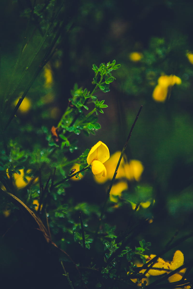 flower, yellow, macro, grass, HD phone wallpaper