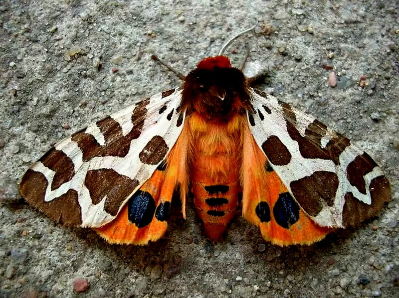 Garden Tiger Moth, Garden, Orange, Moth, Tiger, Black, White, HD wallpaper