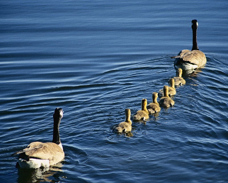 Family Wild Geese, family, geese, wild, birds, animals, HD wallpaper