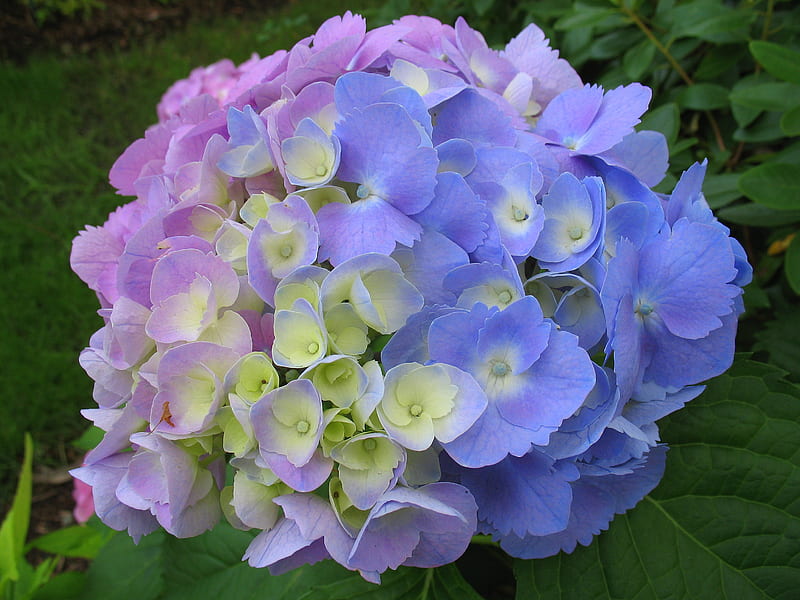 Multi-color hydrangea, mix, flower, nature, single, blue, multi, lilac, pretty, hydrangea, graphy, pink, HD wallpaper