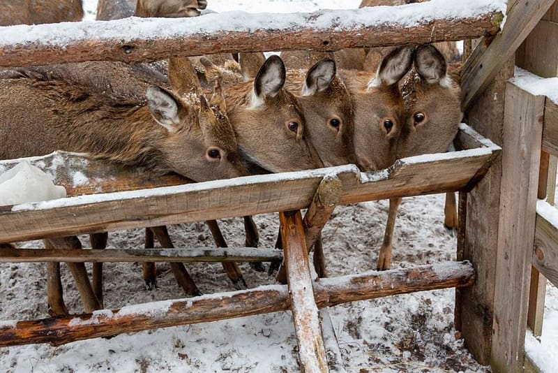 ≻ Dinnertime at the Trough ≺, Antlers, Roe Deers, Winter, Brown, Trough, Animal, Feedingtime, HD wallpaper