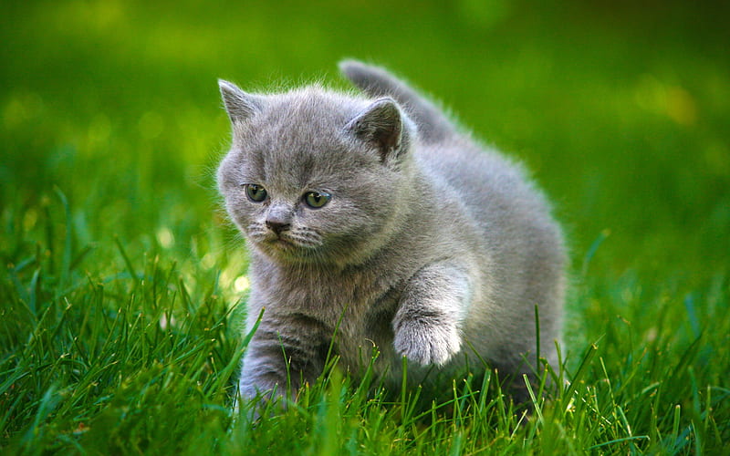 British Shorthair Kitten, green grass, kitten, domestic cat, cats, gray cat, cute animals, British Shorthair Cat, HD wallpaper