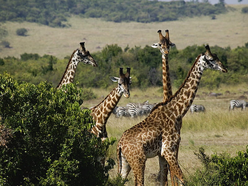 Giraffes, kenya, reserve, masai mara, nature, africa, HD wallpaper