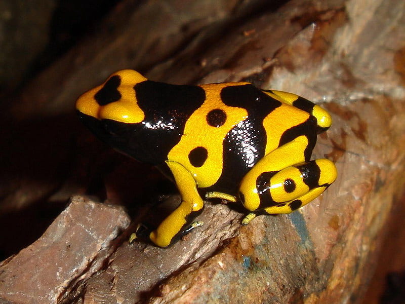 YELLOW BANDED POISON FROG, yellow, frog, black, poison, HD wallpaper
