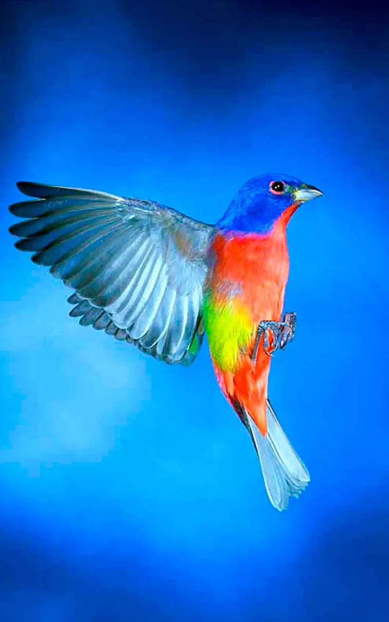 Beautiful Bird, birds, HD phone wallpaper | Peakpx