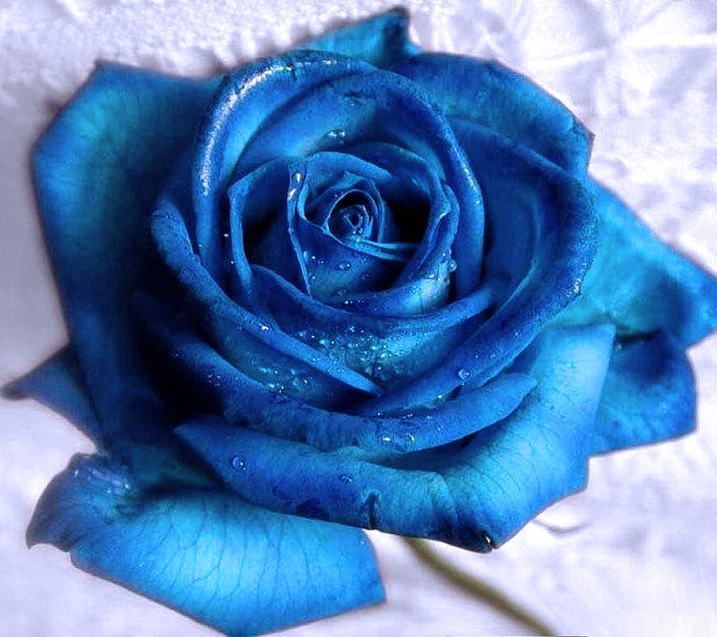 Blue rose, flower, HD wallpaper | Peakpx
