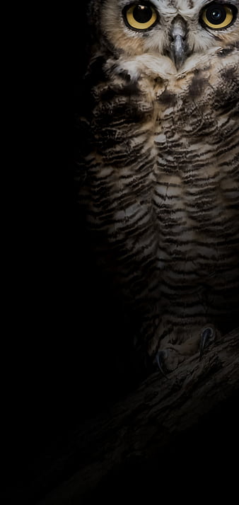 HD black owl wallpapers | Peakpx