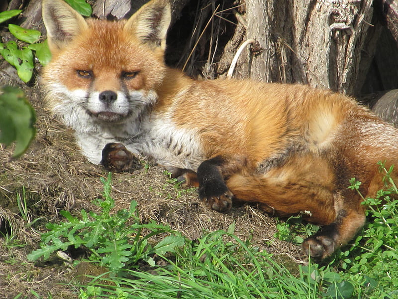 Foxy Chill-Out Zone, Foxes, Gardens, Animals, Vixens, Kent, UK, HD wallpaper
