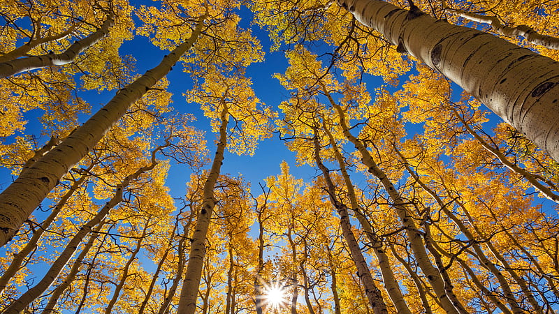 Poplar Forest Autumn Telluride Colorado Bing, HD wallpaper